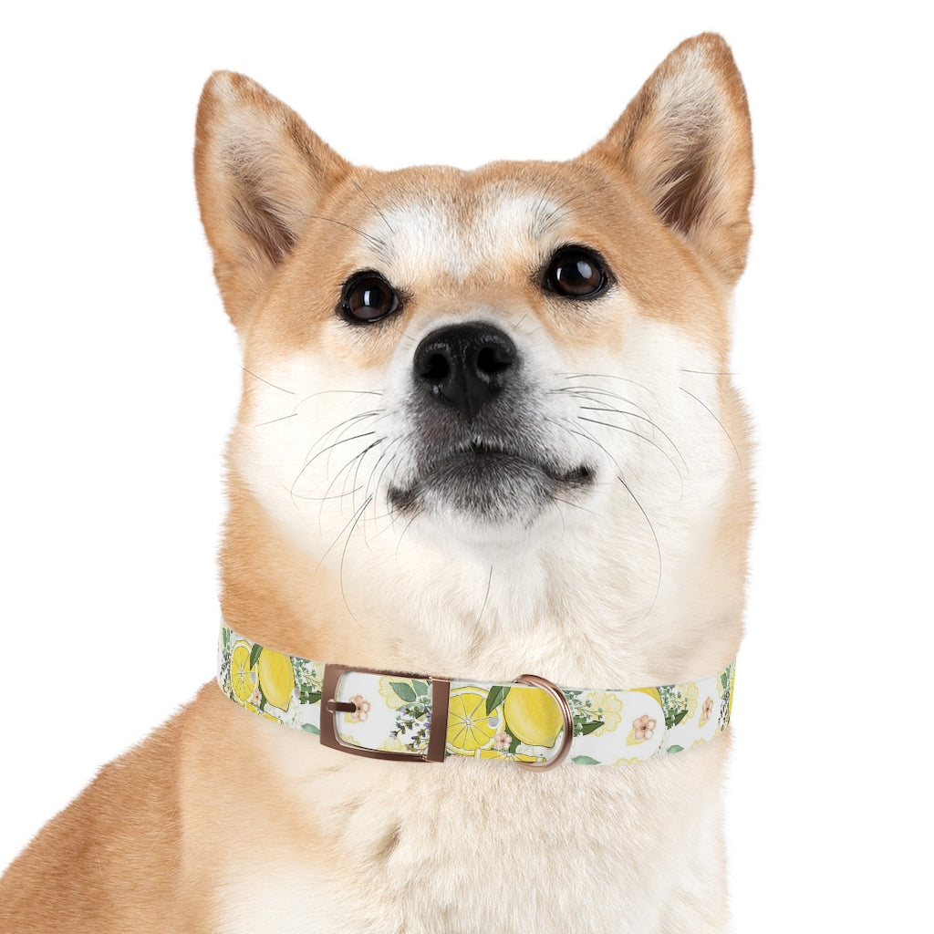 Lemonade Dog Collar