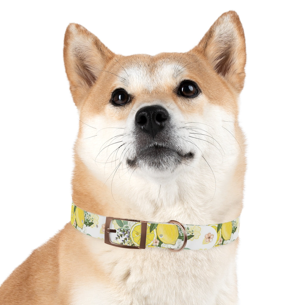 Lemonade Dog Collar