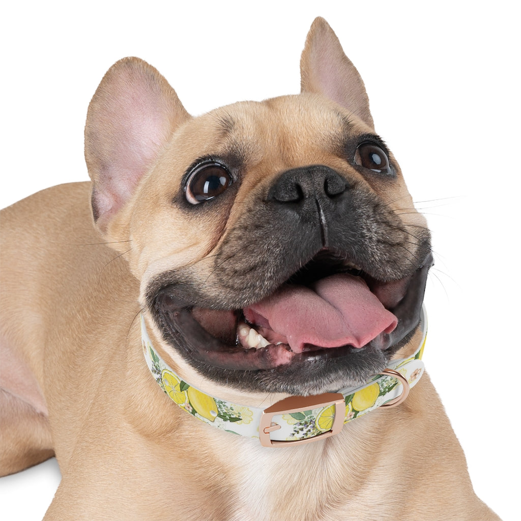 Lemonade Dog Collar