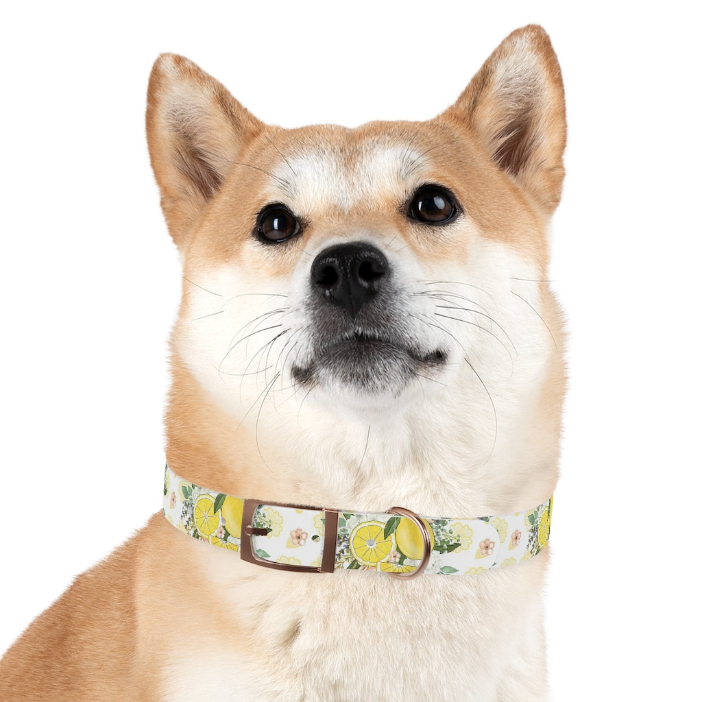 Lemonade Dog Collar